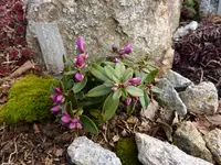 Polygala chamebuxus var. grandiflora_23.03.2015.webp