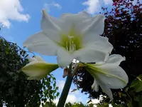 DSCF9595.webp