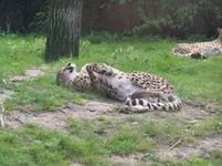 100_2302.webp
