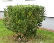 Buchshecke.webp