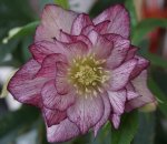 DSC04145.JPG