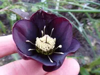 P1010803.webp