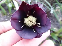 P1010801.webp