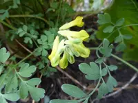 P1010255.webp