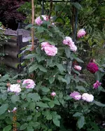 IMG_5108-002.webp