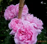 IMG_5338-002.webp