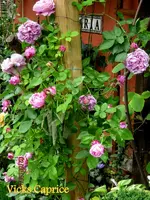 IMG_4824.webp