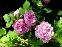 IMG_5058-001.webp