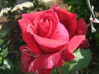 011.webp