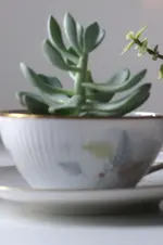 sukkulenten1.webp