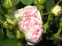 DSCN8924.webp