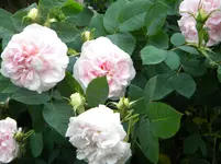 DSCN8990.webp