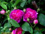 IMG_4984-002.JPG