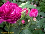 IMG_4986-003.JPG