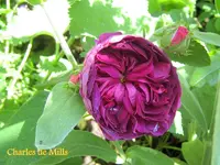 IMG_4885-002.webp