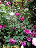 IMG_5211-002.webp
