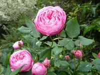 DSCN8183.webp
