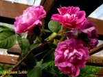 IMG_5016-001.JPG