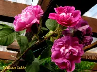 IMG_5016-001.webp