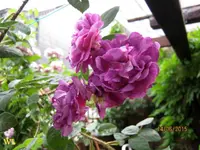 IMG_5220-001.webp