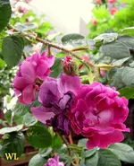IMG_5221-001.webp