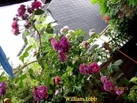 IMG_5213-001.webp