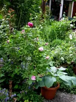 IMG_4774.webp