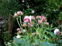 IMG_5077.webp