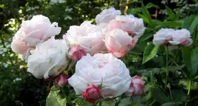 IMG_5312-002.webp