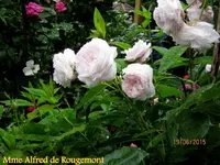 IMG_5353.JPG