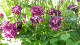 DSCN4935.webp