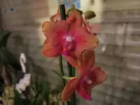 10418333_10208685311835879_3102301097260795439_n.webp