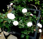 IMG_1368-001.JPG