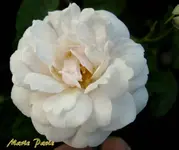 IMG_3535-002.webp