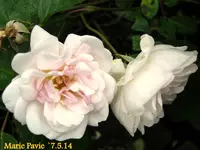 IMG_2629-001.webp
