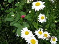 IMG_4679-002.webp