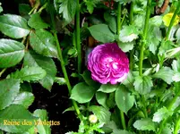 IMG_4696.webp