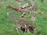 Copy of IMG_0507v.webp