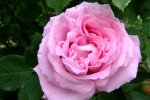 DSCF1810.jpg