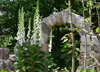 Digitalis.webp