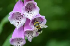 DSC_0331.webp
