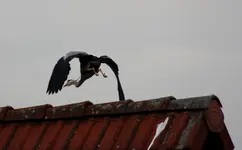 schraeger Vogel.webp