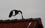 schraeger Vogel.jpg