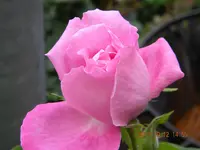 DSCN0956.webp