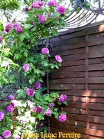 IMG_5034.webp