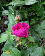 IMG_4669-001.JPG