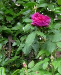 IMG_4686-001.JPG