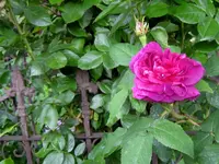 IMG_4685-001.webp