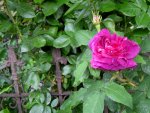 IMG_4685-001.JPG