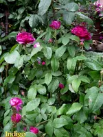 IMG_4833-001.webp
